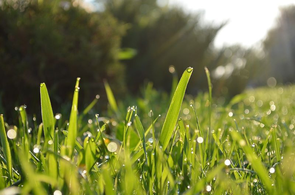 Hierba verde con gotas de rocío en un campo al amanecer