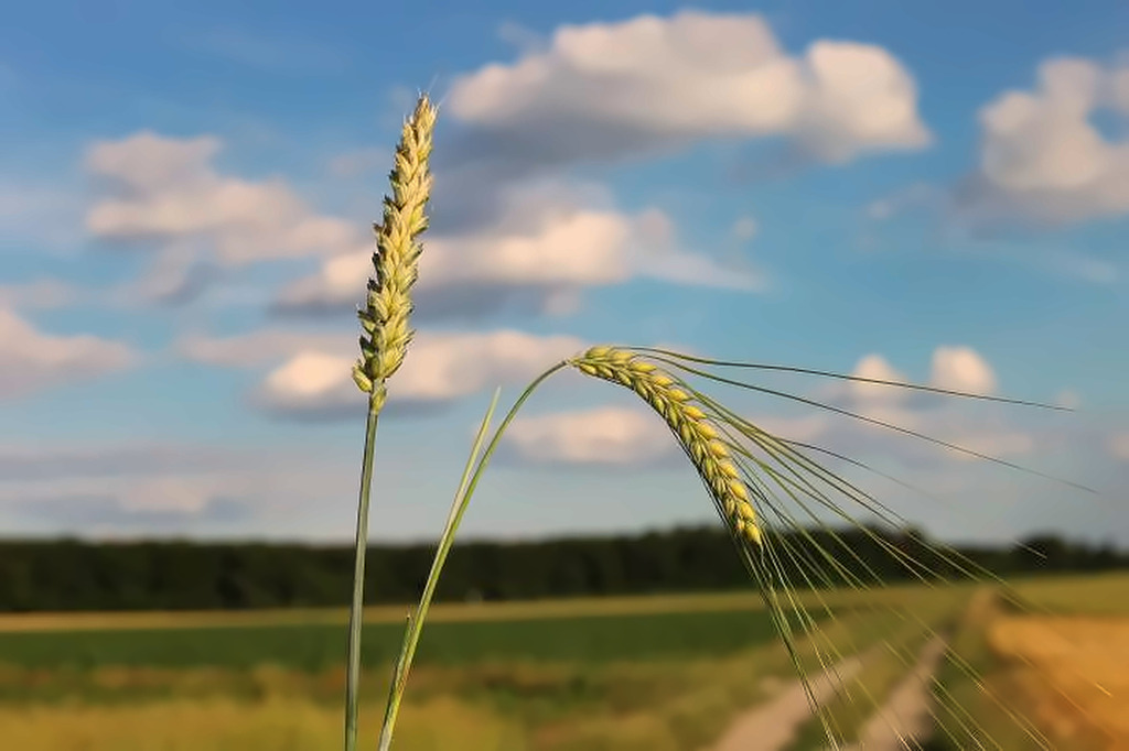 Espiga de trigo junto a una espiga de cizaña en un campo bajo el cielo azul
