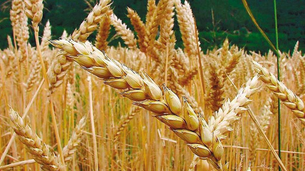 Espigas de trigo maduras y bien granadas en un campo dorado